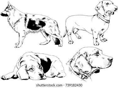 set of vector drawings on the theme of dogs of different breeds hand-drawn ink sketch