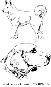 set of vector drawings on the theme of dogs of different breeds hand-drawn ink sketch
