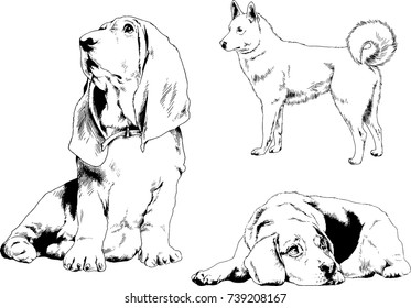 set of vector drawings on the theme of dogs of different breeds hand-drawn ink sketch