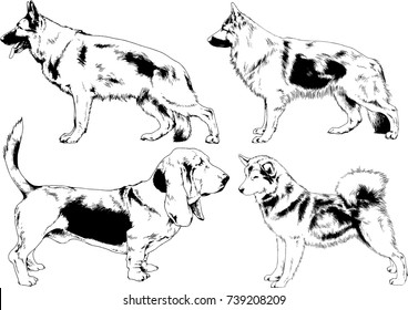 set of vector drawings on the theme of dogs of different breeds hand-drawn ink sketch