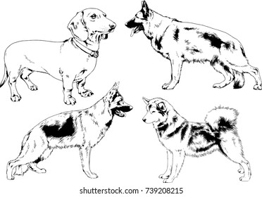 set of vector drawings on the theme of dogs of different breeds hand-drawn ink sketch