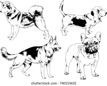 set of vector drawings on the theme of dogs of different breeds hand-drawn ink sketch