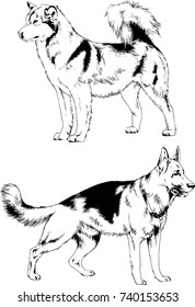 set of vector drawings on the theme of dogs of different breeds hand-drawn ink sketch