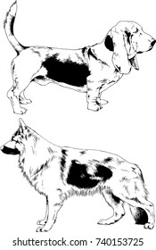 set of vector drawings on the theme of dogs of different breeds hand-drawn ink sketch
