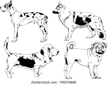 set of vector drawings on the theme of dogs of different breeds hand-drawn ink sketch