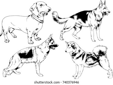 set of vector drawings on the theme of dogs of different breeds hand-drawn ink sketch