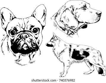 set of vector drawings on the theme of dogs of different breeds hand-drawn ink sketch