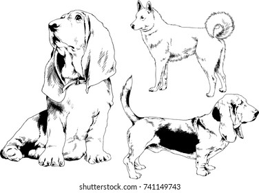 set of vector drawings on the theme of dogs of different breeds hand-drawn ink sketch