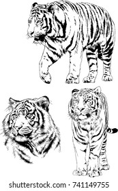 set of vector drawings on the theme of predators tigers are drawn by hand with ink tattoo logos