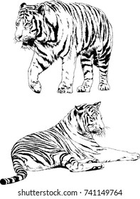 set of vector drawings on the theme of predators tigers are drawn by hand with ink tattoo logos