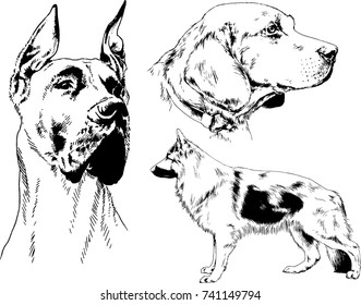 set of vector drawings on the theme of dogs of different breeds hand-drawn ink sketch