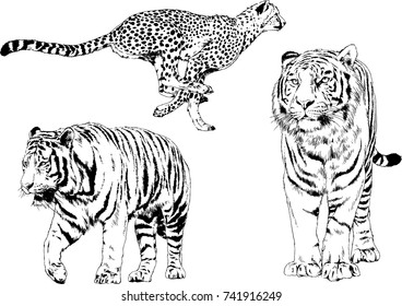 set of vector drawings on the theme of predators tigers are drawn by hand with ink tattoo logos