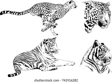 set of vector drawings on the theme of predators tigers are drawn by hand with ink tattoo logos