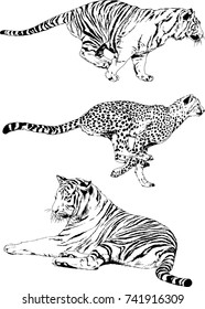 set of vector drawings on the theme of predators tigers are drawn by hand with ink tattoo logos