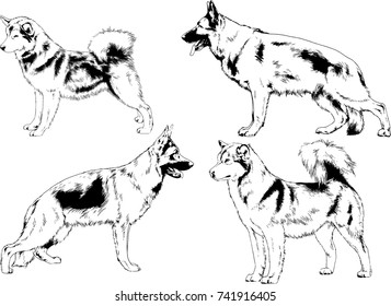 set of vector drawings on the theme of dogs of different breeds hand-drawn ink sketch