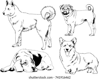 set of vector drawings on the theme of dogs of different breeds hand-drawn ink sketch