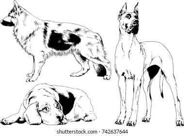 set of vector drawings on the theme of dogs of different breeds hand-drawn ink sketch