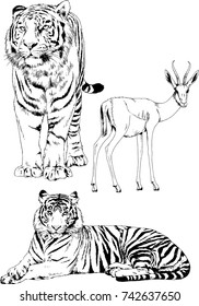 set of vector drawings on the theme of animals painted in ink by hand without a background