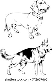 set of vector drawings on the theme of dogs of different breeds hand-drawn ink sketch