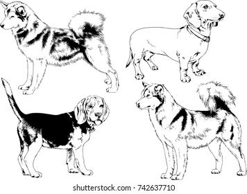 set of vector drawings on the theme of dogs of different breeds hand-drawn ink sketch