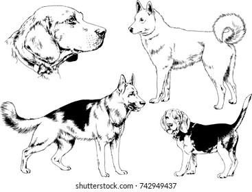 set of vector drawings on the theme of dogs of different breeds hand-drawn ink sketch
