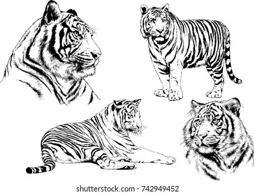 set of vector drawings on the theme of predators tigers are drawn by hand with ink tattoo logos
