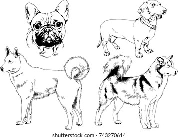 set of vector drawings on the theme of dogs of different breeds hand-drawn ink sketch