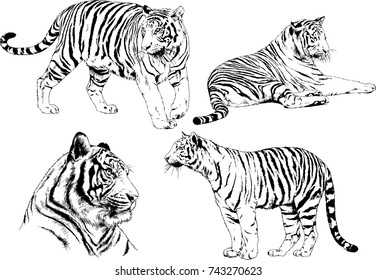 set of vector drawings on the theme of predators tigers are drawn by hand with ink tattoo logos