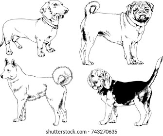 set of vector drawings on the theme of dogs of different breeds hand-drawn ink sketch