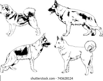 set of vector drawings on the theme of dogs of different breeds hand-drawn ink sketch