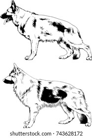set of vector drawings on the theme of dogs of different breeds hand-drawn ink sketch
