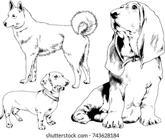 set of vector drawings on the theme of dogs of different breeds hand-drawn ink sketch