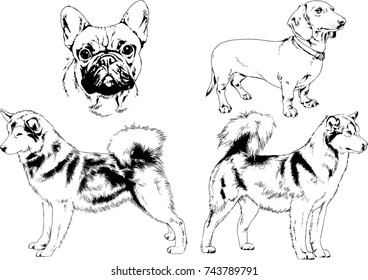 set of vector drawings on the theme of dogs of different breeds hand-drawn ink sketch