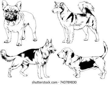 set of vector drawings on the theme of dogs of different breeds hand-drawn ink sketch