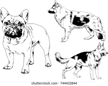 set of vector drawings on the theme of dogs of different breeds hand-drawn ink sketch