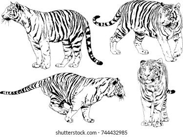 set of vector drawings on the theme of predators tigers are drawn by hand with ink tattoo logos