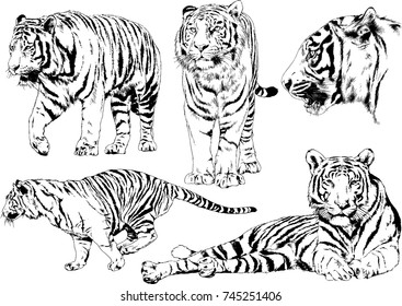 set of vector drawings on the theme of predators tigers are drawn by hand with ink tattoo logos