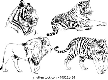 set of vector drawings on the theme of predators tigers are drawn by hand with ink tattoo logos