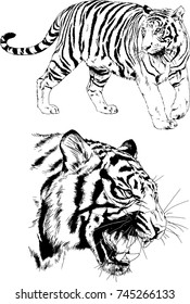 set of vector drawings on the theme of predators tigers are drawn by hand with ink tattoo logos