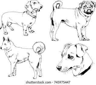 Set Vector Drawings On Theme Dogs Stock Vector (Royalty Free) 745975447 ...