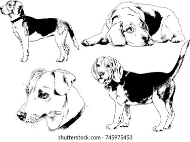 set of vector drawings on the theme of dogs of different breeds hand-drawn ink sketch