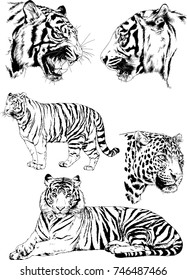 set of vector drawings on the theme of predators tigers are drawn by hand with ink tattoo logos