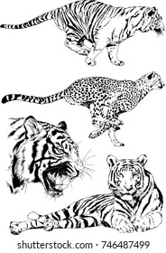 set of vector drawings on the theme of predators tigers are drawn by hand with ink tattoo logos