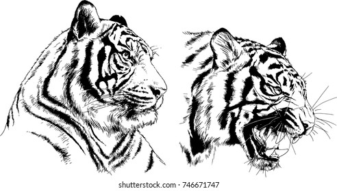 set of vector drawings on the theme of predators tigers are drawn by hand with ink tattoo logos