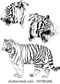 set of vector drawings on the theme of predators tigers are drawn by hand with ink tattoo logos