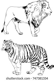 set of vector drawings on the theme of predators tigers are drawn by hand with ink tattoo logos