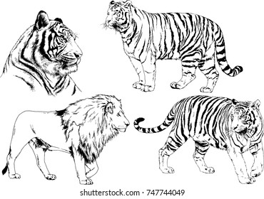 set of vector drawings on the theme of predators tigers are drawn by hand with ink tattoo logos