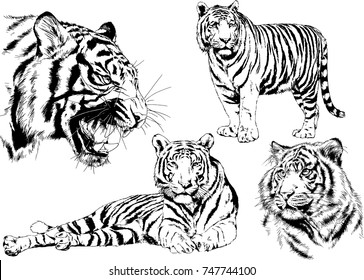 set of vector drawings on the theme of predators tigers are drawn by hand with ink tattoo logos