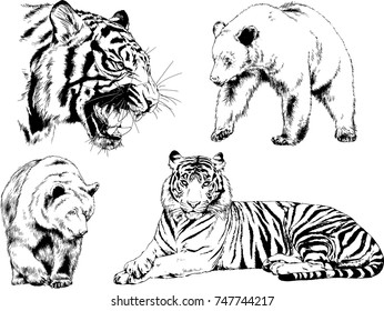 set of vector drawings on the theme of predators tigers are drawn by hand with ink tattoo logos