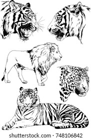 set of vector drawings on the theme of predators tigers are drawn by hand with ink tattoo logos